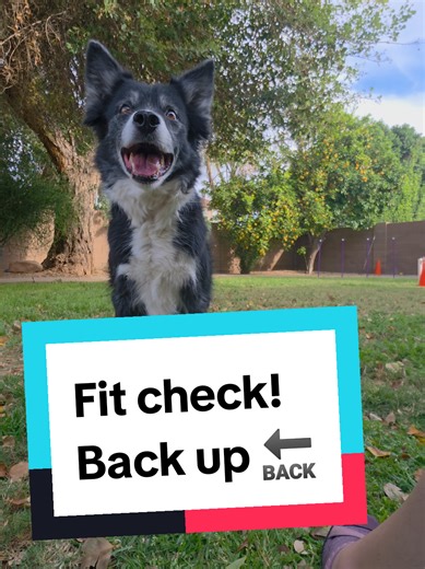 🚦Canine Fitness Check Point!🚦 Comment your dog's fitness or exercise for the day, or go spend 60 seconds to work on your dog's fitness! Ore exercise for the day is: back up💕 #dogagility #caninefitness ##dogsports #vetmed #caninesportsmed