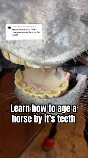 Watch our dentist explain how to age a horse from their teeth #horse #dentist #equestrian #shorts