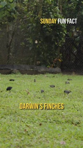 Charles Darwin Foundation | Darwin’s finches are a living symbol of adaptation in Galapagos. Their beaks—thin, curved, and robust—vary according to the food available... | Instagram