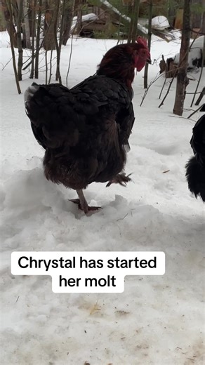 Another one bites the dust! Chrystal is molting now, no more dark brown eggs. Pearl is the last one of my older chickens to be laying eggs still. I have four hens that hatched in spring 2025 that are over 30 weeks old and still nothing from them. Grocery store here I come. Yuck! lol. #chickenkeeper #chickentok #petchicken #backyardchickens #chickensoftiktok