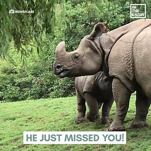 Animal babies can be sneaky... check out this adorable baby rhino's move: (via Nature is Amazing) | Yahoo Canada