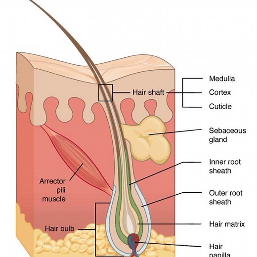 Hair anatomy | hair structure | @noorpharmacylectures