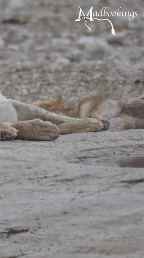 NWR Namibia on Instagram: "Lions resting at Etosha National Park in Namibia. #namibia #etosha #lion #safari #travel #wildlife #traveller #visitnamibia #africansafari #explore #wildlifephotography #madbookings"
