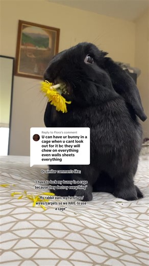 Importance of Fair Treatment for Pets: Bunny Care Tips