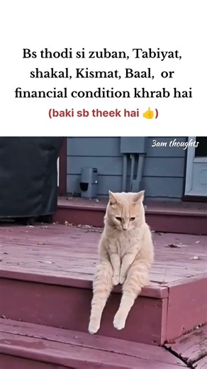 baki sb theek h 👍. #memes #fun #relatable #tweettweet #cat #aesthetic #fyp