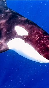 Not only is it #NationalOceanMonth, but it is also #OrcaAwarenessMonth! No better time to celebrate these powerful Queens of the Sea. Orcas are community animals, living in tightknit matrilineal pods - meaning the females lead the way! Each population of orcas employ different strategies to catch prey, with the mothers teaching their calves how to hunt with the group. Female orcas, like female humans, live well past child-bearing age. The grandmothers are the repositories of the pods culture and