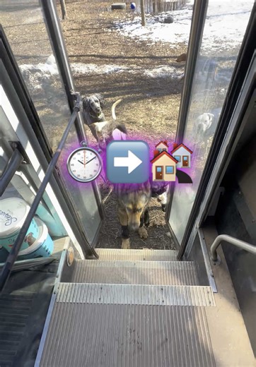 Dog Training Tips: Teaching Your Pets to Sit