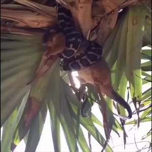 105K views · 2.6K reactions | Snake Hunt On Tree | Wild Animals | Facebook