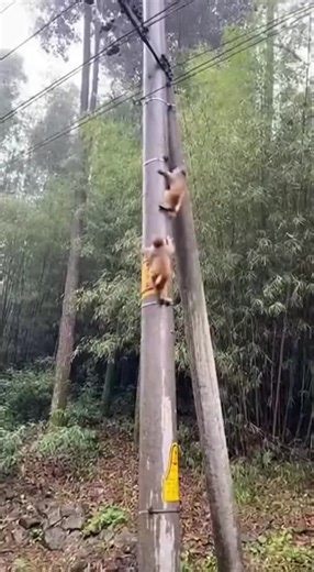 Baby Monkey's Shocking Climb in Chinese Forest