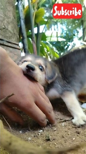 My Little Ruby Playing With My Fingers! 🐾❤️. #puppy #shorts
