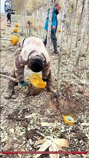 Giving Trees a Life Jacket : Wrapping Root Balls for Safe Travel