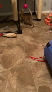 4 comments | PICS IN COMMENTS!! Day 4 update ❤️ My foster babies...