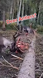 ' Ever wondered why deer rub their antlers on trees? It's not just random behavior -- they're actually rubbing off the velvet, a soft skin layer full of blood vessels that covers their growing antlers. When it dries and starts to itch, deer scrape it away against trees or branches. It may look wild, but it's a natural part of their growth cycle - preparing their antlers for the mating season! S #NatureFacts #Deer #Wildlife #AnimalBehavior #OutOfTime #fblifestyle | Out Oftime
