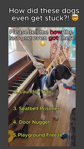 Top 5 Trapped Dogs Ever 😳🐶 | WAIT for #5 🤯