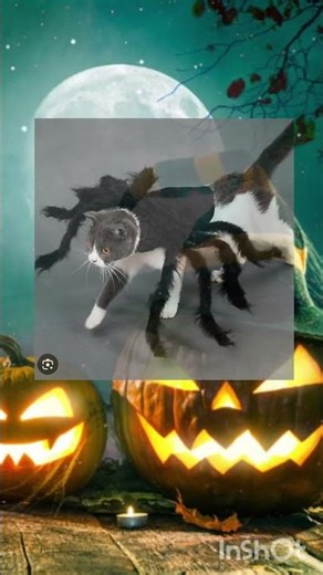 Костюми для котів на Хелловін