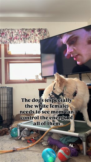 At first we focused on the 2 that got into the fight. But once she let the younger dog out of the crate (just before this video). I understood it was his energy the female was trying to control but he was faster than the old male- so the white female took her displeasure out on him. This is called re-directed aggression- he was not her intended target but was the closest thing. People sometimes see this when a couple dogs are behind a fence barking their displeasure at another dog or person and 