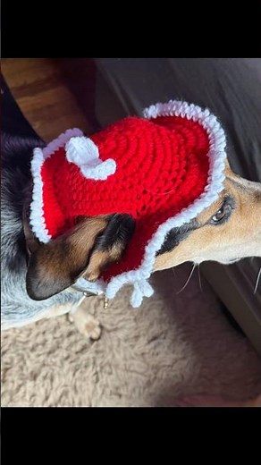 Crochet pet hat #crochet #handmade #diy