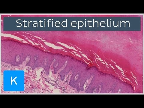 What Is Stratified Epithelium? (preview) - Human Anatomy | Kenhub