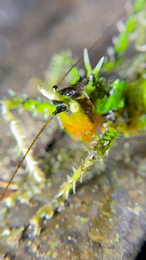 What did Katy do?? 🦗🦗🦗 The spiny devil katydids of South America are truly some of the gnarliest and most intimidating animals you can find. They are covered in an array of powerful spikes and equipped with strong slicing mandibles they use to attack and kill prey! That’s right, unlike most katydids which are herbivorous in nature, these devils have a taste for meat! They probe the night air with their long antennae and if a smaller animal gets too close they pounce on them, immediately cripp