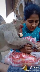 1.5M views · 1K shares | Funny MONKEYS always MAKE US LAUGH HARD - Epic Funny Monkeys Stealing Compilation | Riddhi Patel | Facebook