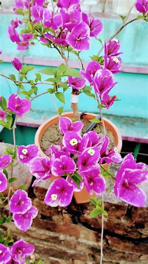 Bougainvillea ID Name Buttercup #flowers #gardening