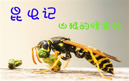 法布尔《昆虫记》，凶狠的蜂家族