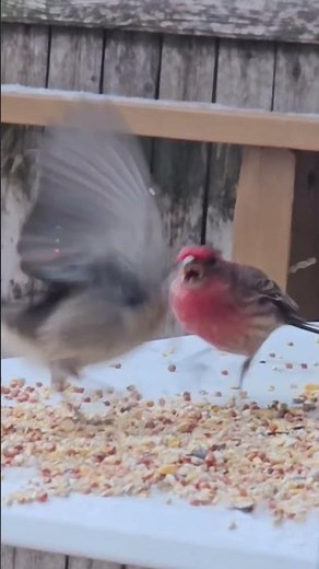 HOUSE FINCH VS. TREE SPARROW