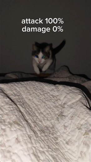 Funny cat's attack 🐯 #cat #pets #animals