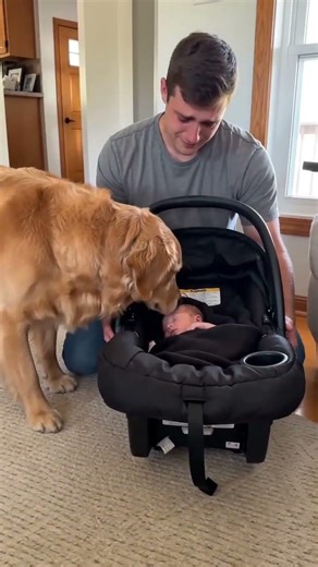 One Sniff That Was All He Needed Then He Lay Down Beside Her Like He Had Always Known Her 🐕👶💛