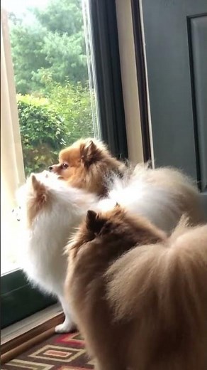 Pomeranian dogs barking adorable sounds