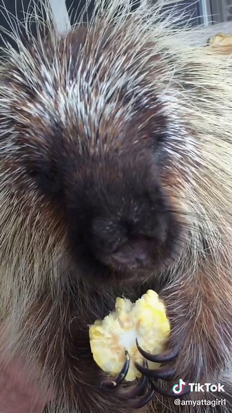 Teddy Bear the Porcupine: Snacking Soulmates