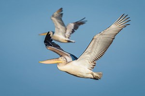 5 giants of the sky: Discover the birds with the biggest, most enormous wingspans – including one as long as a car | Discover Wildlife