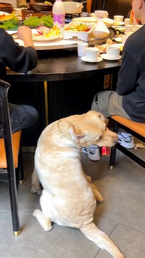 4.1M views · 10K reactions | Do you even know what bringing a dog to a feast means?  | Hot-tempered dog | Facebook