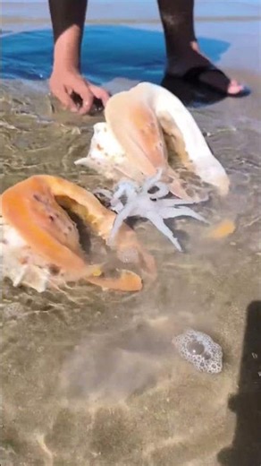 Amazing Octopus Found on the Beach | Incredible Sea Creature #shorts