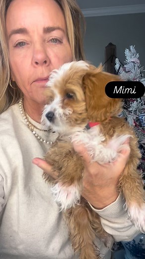 Update: mimi has a family. Mimi 9 week old female micro (10-20 lbs) goldendoodle. #puppylove #microgoldendoodle #microgoldendoodles | Highland Goldendoodles