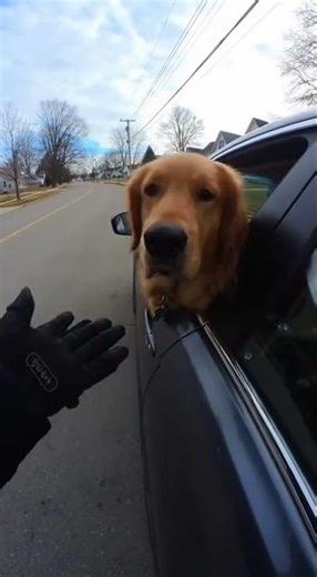 Dog Drives Car, Gets Pulled Over! #police #wildliferescue #funny #memes #comedy #automobile #prank