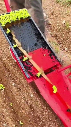 manual transplanter to efficiently plant seedlings in long, straight rows across a field