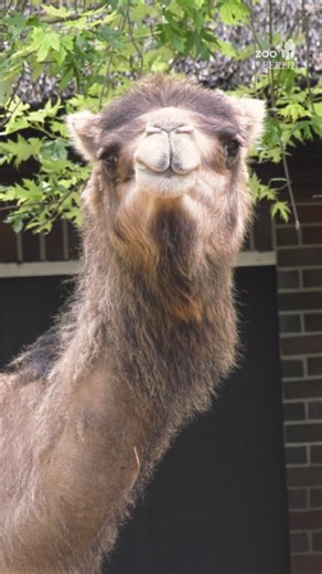 Welcome back! 🫶 Am Wochenende ist mit dem Dromedar eine beliebte Tierart zu uns in den Zoo Berlin zurückgekehrt. 🐪 Die beiden Dromedar-Weibchen teilen sich ihr neues Zuhause mit zwei seltenen Huftieren: den Somali-Wildeseln und Addax-Antilopen. ➡ Noch sind die Tierarten im Wechsel zu sehen, damit sich die Dromedare ganz entspannt an ihre neue Umgebung gewöhnen können. Mit etwas Glück bekommt ihr die beiden schon zu Gesicht. 🥰 This weekend, a popular animal species has returned to Zoo Berlin: 