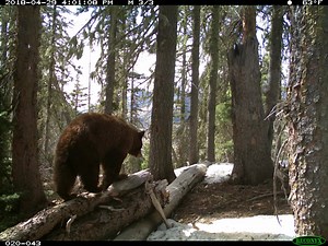 Our biologists are using dozens of game cameras to monitor lynx activity and habitat occupancy. But plenty of other wildlife also got in on the photo action... #WildlifeWednesday | Colorado Parks and Wildlife