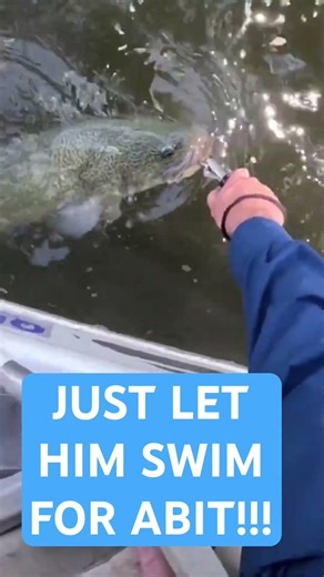Just let him swim for abit!!! #cod #fishslap #riverina #bigcod #murraycod #funsize #bigboy #whooper