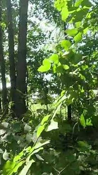 Mastering Hunting: Stealth, Shooting Lanes & Terrain Secrets! #shorts