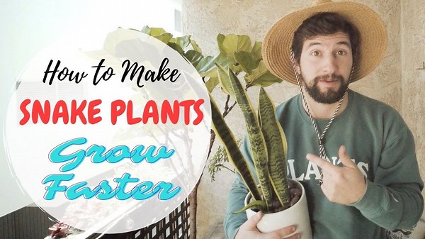 Unlock faster snake plant growth with these indoor care tips