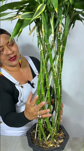 If you like bamboo, you won't believe these types of bamboo.