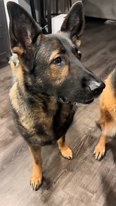 Always splitting the Mellies: Funny dog moments