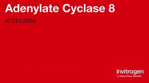 Adenylate Cyclase 8 antibodies from Thermo Fisher Scientific