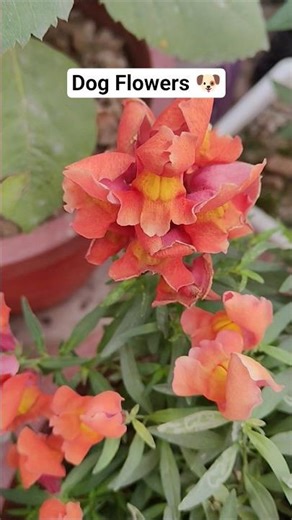 Beautiful Dog Flowers in Full Bloom 🌸 | Nature Beauty at Its Best #shorts #flowers