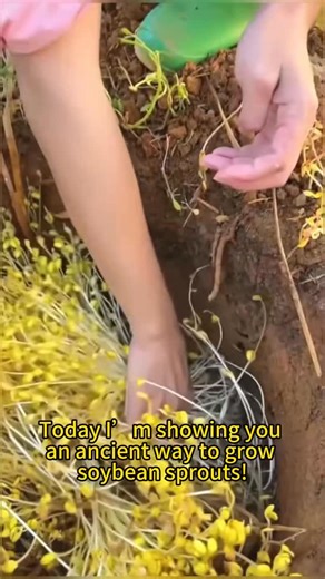 Home Gardening on Instagram: "Grow Soybean Sprouts the Old-School Way!"