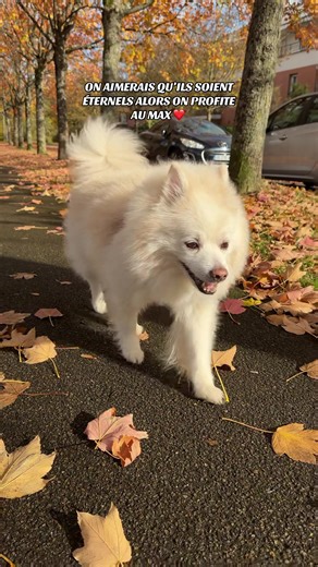 Déjà 11 ans 🔥❤️‍🔥 #dogs #chien #spitz #wolf #cute