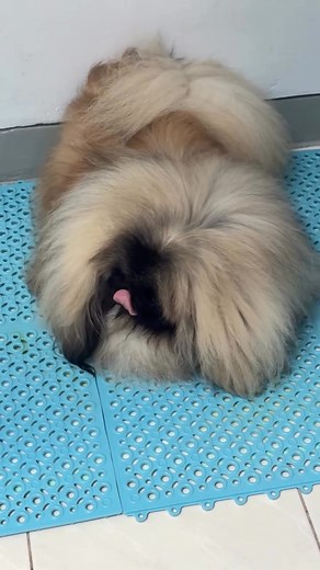 29K views · 1.9K reactions | Pekingese Lovers on Reels | Facebook