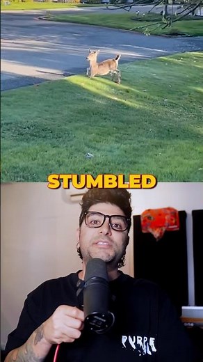 Rare dwarf deer sighting